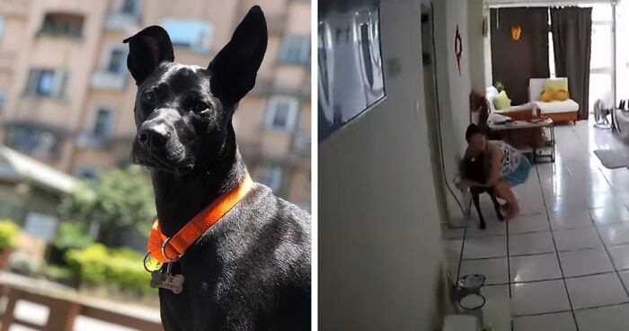 Camera Captured Woman’s Selflessness Trying To Calm Her Dog When An Earthquake Hits