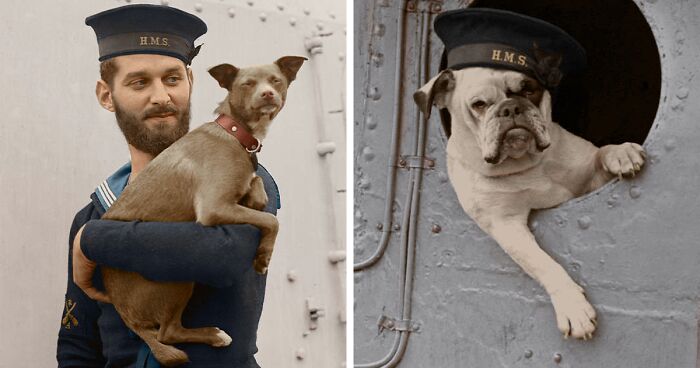 These Animals Served In WW1 And WW2: 14 Photos I Restored