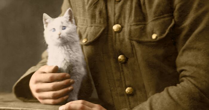 Remembrance Day: I Colorized 14 Photos Of Animals That Served In WW1 And WW2