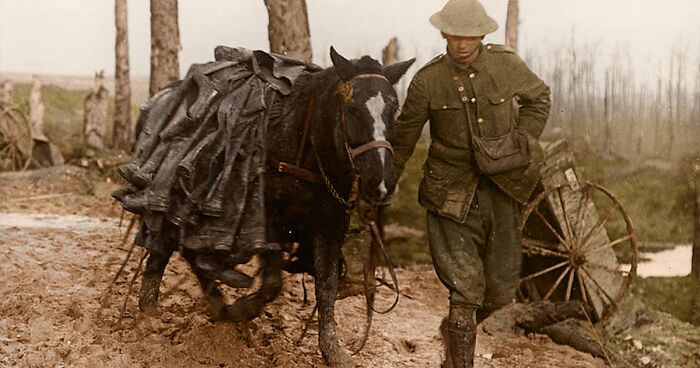 14 War Animals: I Colorized These Hundred-Year-Old Photos For Remembrance Day