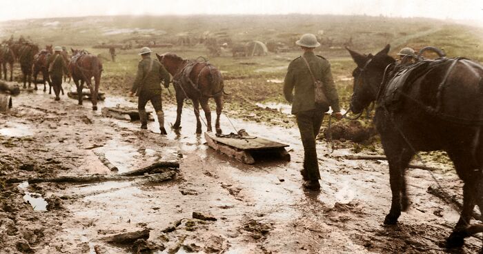 Remembrance Day: I Colorized 14 Photos Of Animals That Served In WW1 And WW2