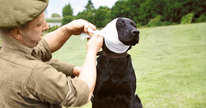 Remembrance Day: I Colorized 14 Photos Of Animals That Served In WW1 And WW2