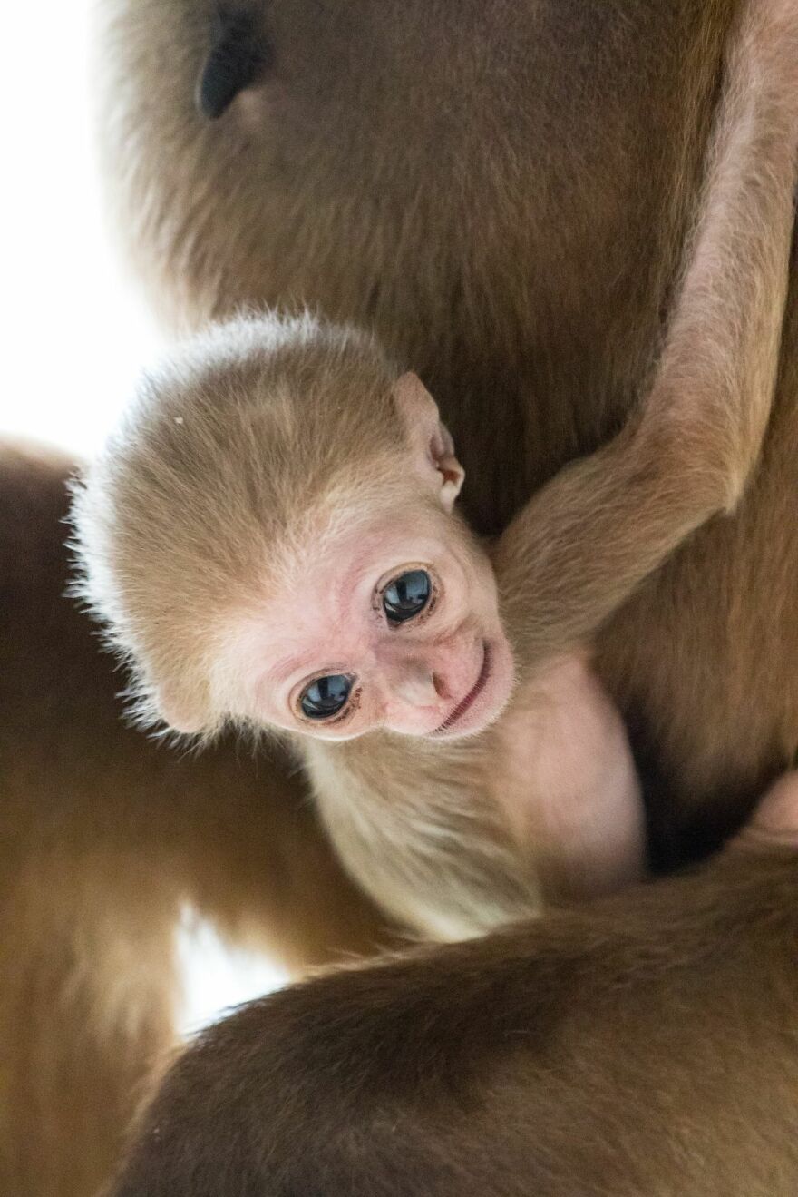 Another Baby Gibbon Was Born In The Skopje Zoo - A Rarity Both In Nature And In The Zoo