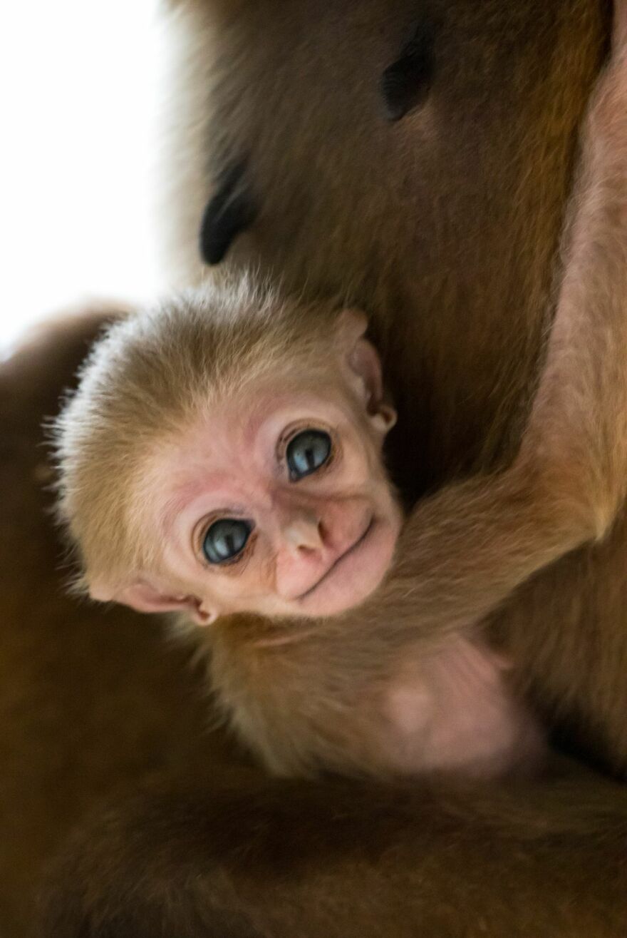 Another Baby Gibbon Was Born In The Skopje Zoo - A Rarity Both In Nature And In The Zoo