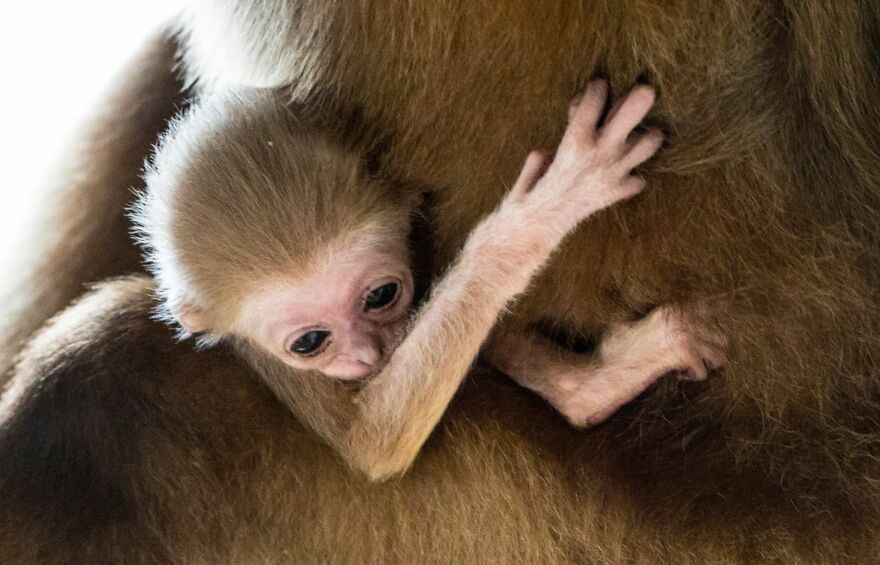 Another Baby Gibbon Was Born In The Skopje Zoo - A Rarity Both In Nature And In The Zoo