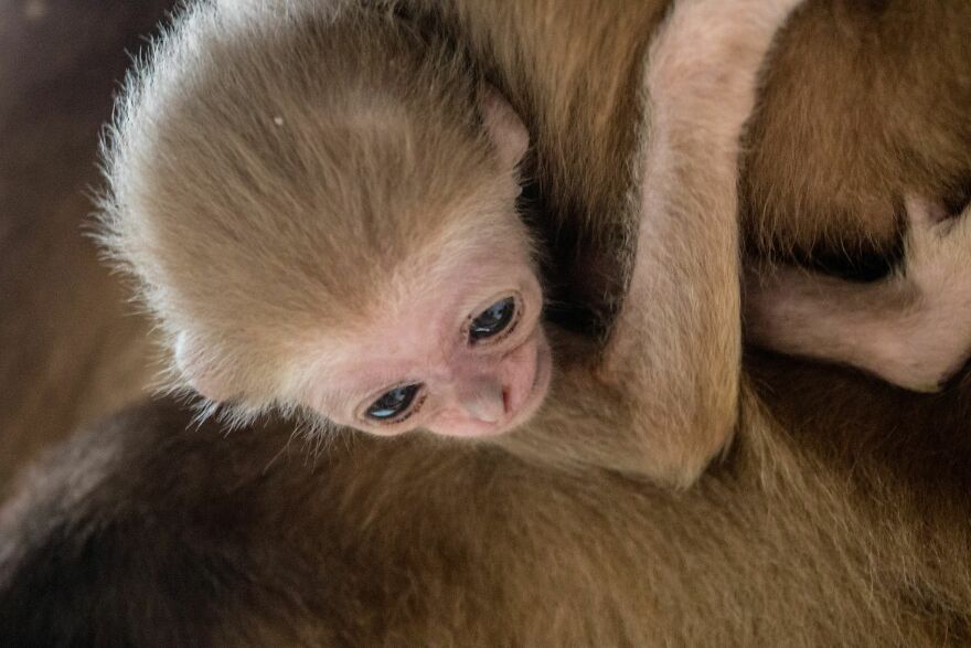 Another Baby Gibbon Was Born In The Skopje Zoo - A Rarity Both In Nature And In The Zoo