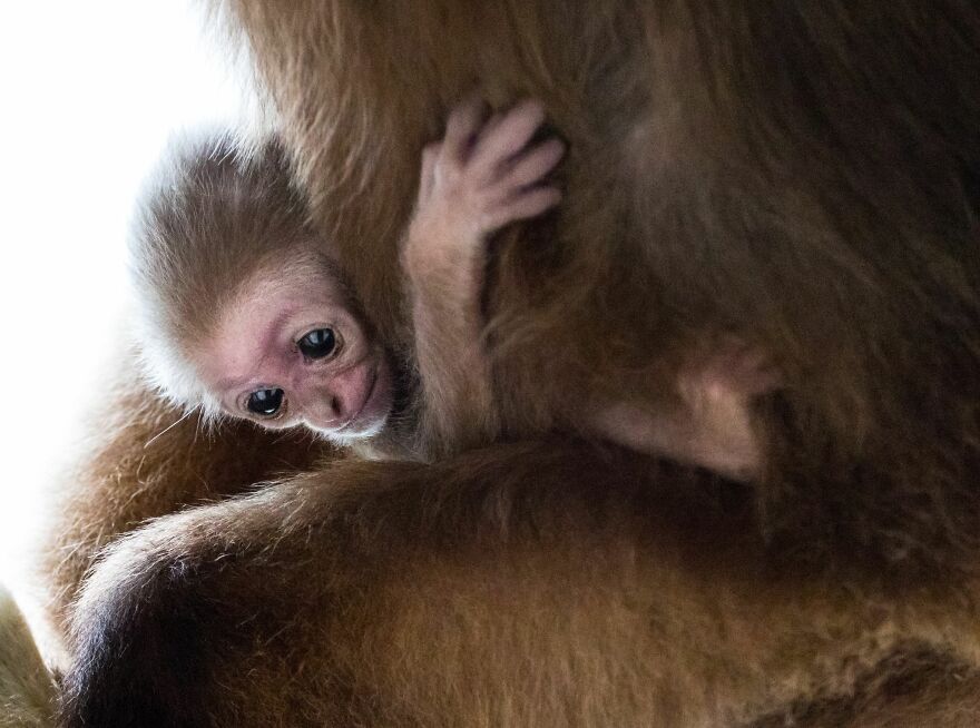 Another Baby Gibbon Was Born In The Skopje Zoo - A Rarity Both In Nature And In The Zoo