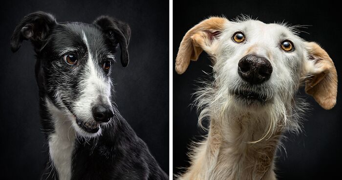 I Photographed Abandoned Hunting Dogs In Spain And I Tell Their Story Through My Photos (45 Pics)