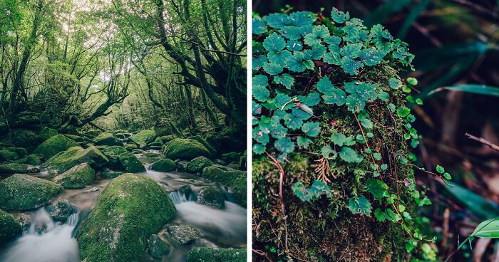 I Traveled To The Ancient Shiratani Unsuikyo Forest In Japan And Here Are 15 Pictures That I Took There