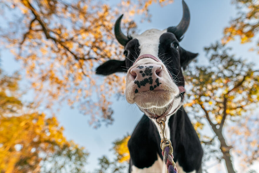 Farm Animals Living Their Best Lives Will Instantly Improve Your Day