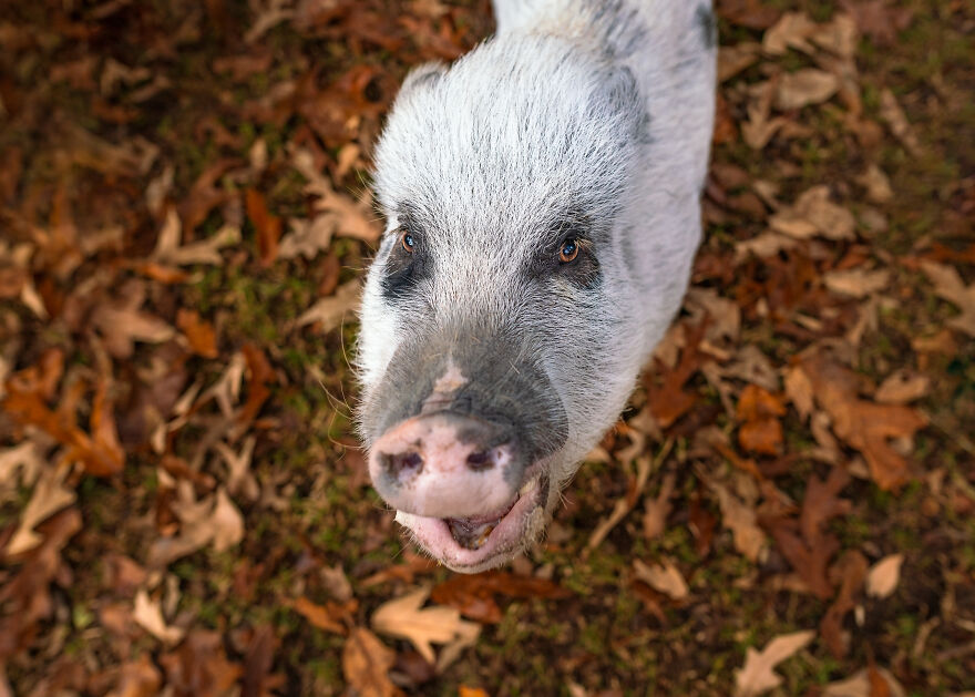 Farm Animals Living Their Best Lives Will Instantly Improve Your Day