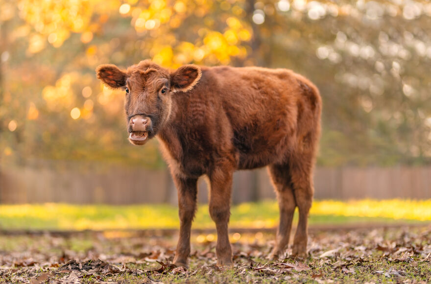 Farm Animals Living Their Best Lives Will Instantly Improve Your Day