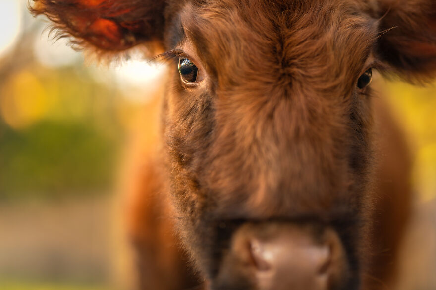 Farm Animals Living Their Best Lives Will Instantly Improve Your Day