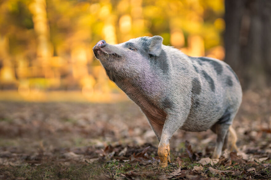 Farm Animals Living Their Best Lives Will Instantly Improve Your Day