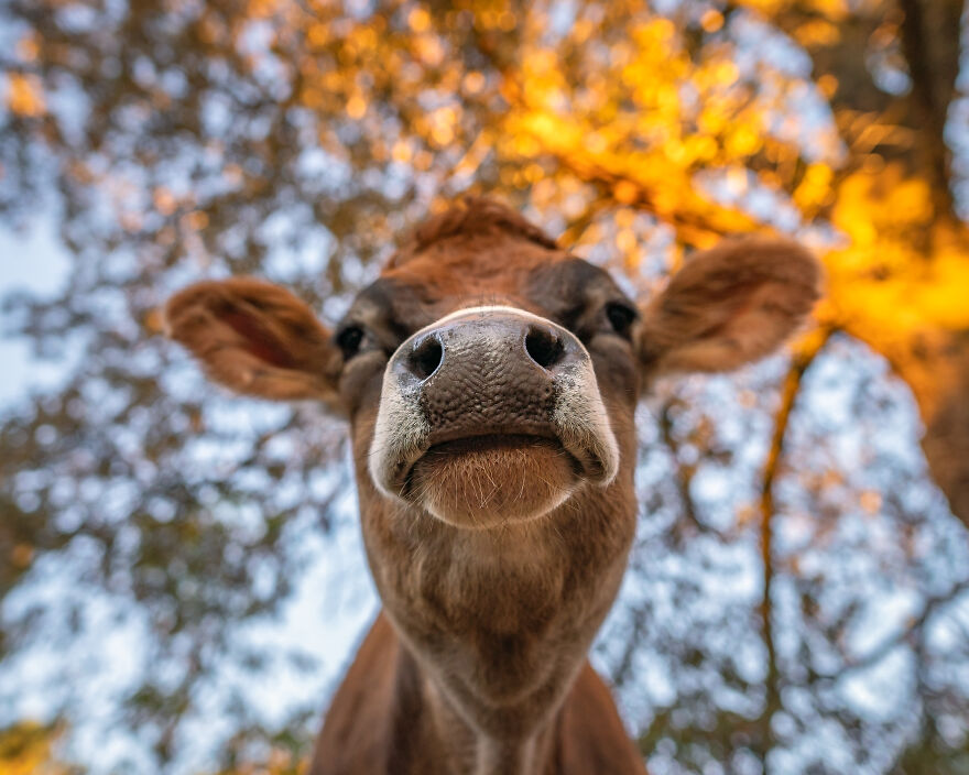 Farm Animals Living Their Best Lives Will Instantly Improve Your Day