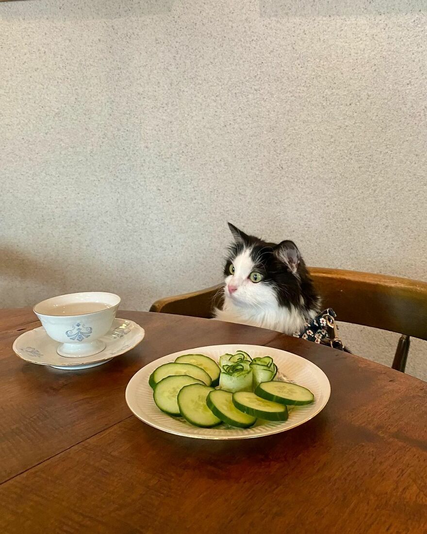 This Cat From Finland Loves Munching On Cucumbers