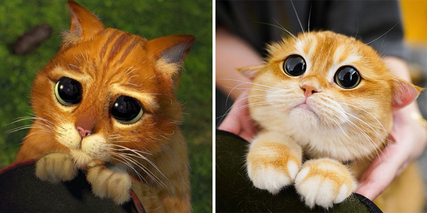 This Adorable Cat Looks Exactly Like Shrek\'s Puss In Boots, And ...