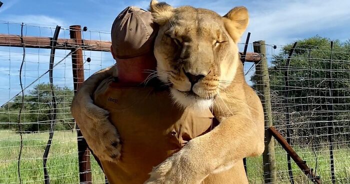 This Gentle Lioness Loves Cuddling With A Keeper Who Saved Her Life 10 Years Ago