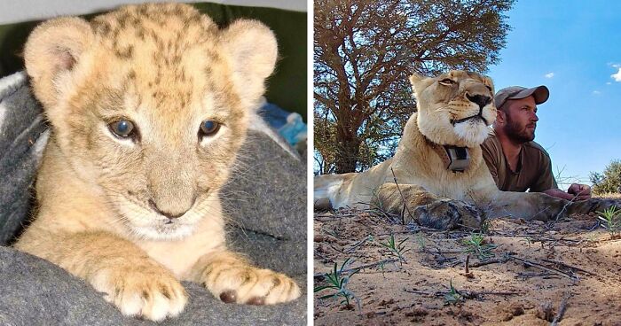 Video Of A Lioness Hugging Her Guardian Of 10 Years Went Viral, And It Proves That They're Best Friends