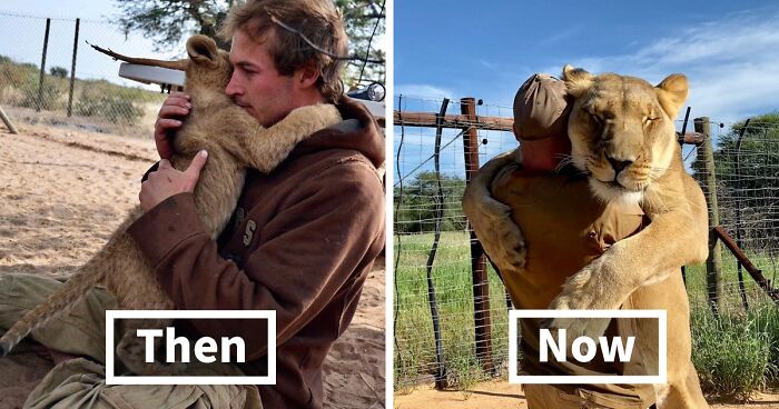 A Video Compilation Of A Lioness Cuddling With Her Keeper Went Viral, And The Story Might Warm Your Heart