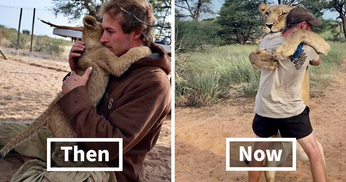 This Gentle Lioness Loves Cuddling Her Keeper Who Saved Her Life 10 Years Ago, And The Video Of It Went Viral