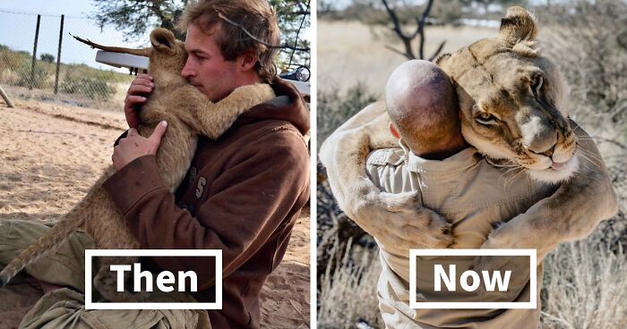 This Lioness Loves Loves Hugging Her Caregiver Of 10 Years, And The Video Of It Went Viral On TikTok