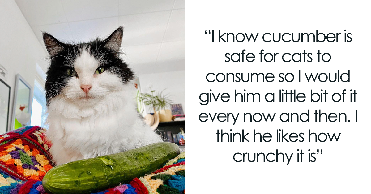 Why Are Cats Scared of Cucumbers and Other Curiousities