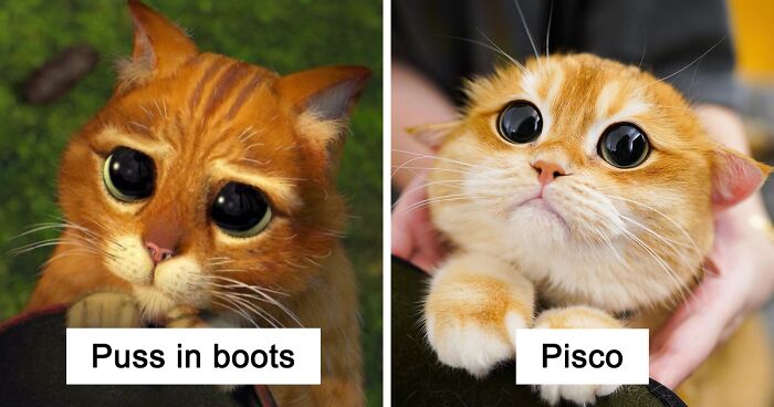 This Adorable Cat Looks Exactly Like Shreks Puss In Boots And The