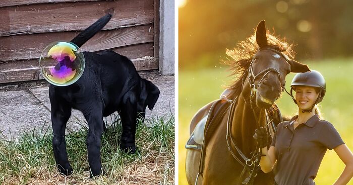 If You're Having A Bad Day, These Winners From The Comedy Pet Photography Awards 2021 Are Bound To Make It Better (17 Pics)