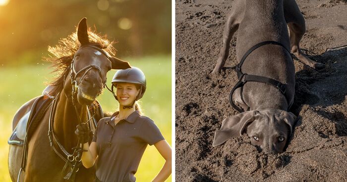 If You're Having A Bad Day, These Winners From The Comedy Pet Photography Awards 2021 Are Bound To Make It Better (17 Pics)