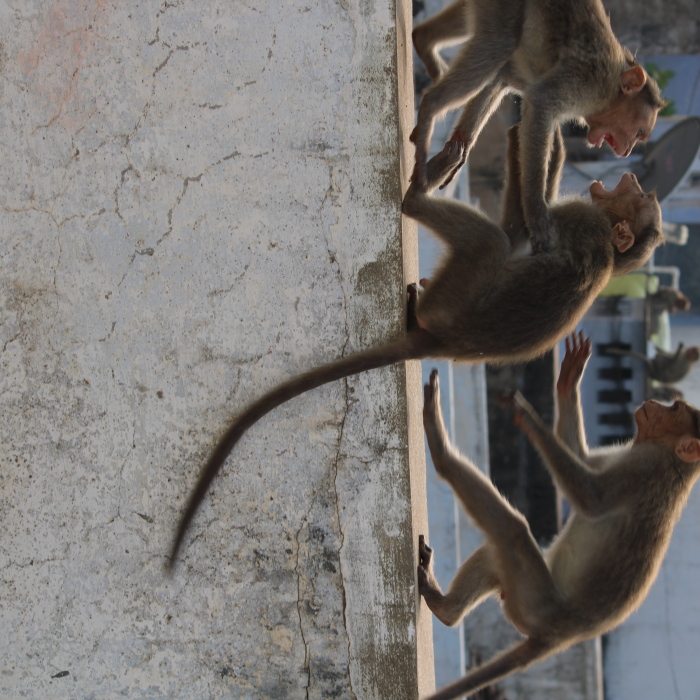 Hey Pandas, Photoshop This Photo Of Monkeys Fighting In A Crazy And Dramatic Way (Closed)