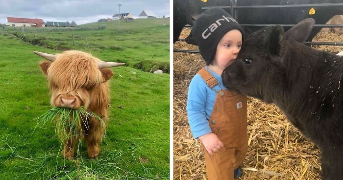 You Can Now Be The Proud Owner Of A Fluffy Mini Cow