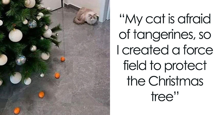 96 Cat Memes That Are So Spot-On, You’ll Probably Wish You Could Tag Your Cat In Them