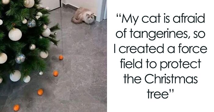 This Twitter Account Is Posting Jokes And Memes For The Cat Lovers Out There, And Here Are 96 Of The Most Hilarious Ones