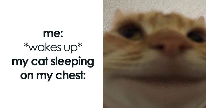 96 Memes Cat Owners Might Love, Shared In This Twitter Page