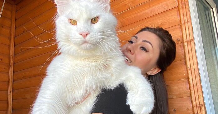 This Cat Got Famous Because Of Its Enormous Size