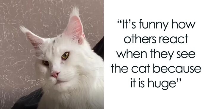 Meet Kefir, The Enormous Maine Coon Cat That Is Often Confused With A Dog