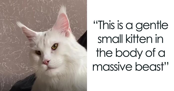 This Maine Coon Cat Is So Big Many People Think That It's A Dog At First