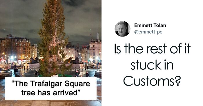 24 Of The Best Reactions To This Year's Trafalgar Square Christmas Tree That Is An Annual Gift From Norway To The UK