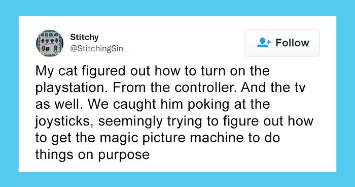 Twitter Users Shared How Their Furry Friends Acted 'Creepily Intelligent', And Here Are 86 Of The Most Surprising Responses