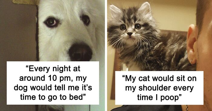 87 Funny And Bizarre Things Pets Do According To Their Owners Who Claim That Nobody Believes Them