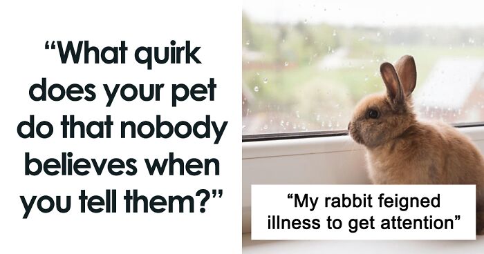 A Delightful Thread Has Pet Owners Sharing The Funny And Cute Quirks Their Pets Have (87 Answers)