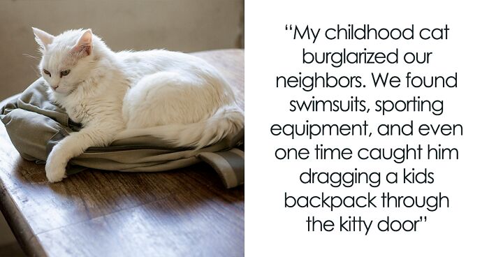 Pet Owners Share What Quirks Their Animal Friends Have No One Believes When They Tell Them