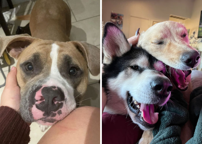 90 Of The Most Wholesome Rescue Pet Photos Of The Month (November Edition)