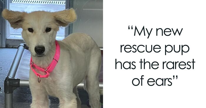 90 Of The Most Wholesome Rescue Pet Photos This November