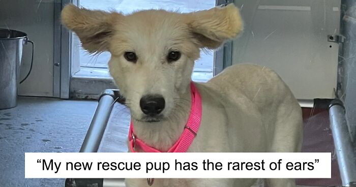 90 Of The Cutest Animals Rescued This Month (November Edition)