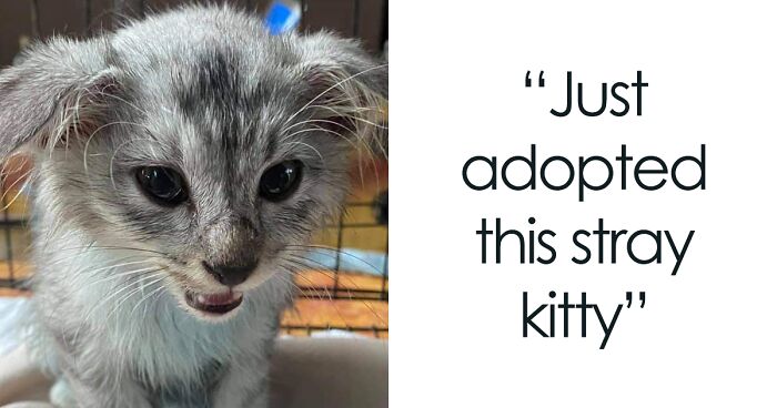 90 Adorable Pets That Kind-Hearted People Adopted This Month (November Edition)