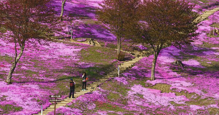 My 25 Dreamy-Looking Pictures Of Trees In My Hometown Of Hokkaido, Japan