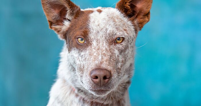 40 Photos I Took Of Shelter Dogs So They Could Get Adopted Faster