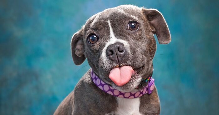 I Volunteer To Take Weekly Photos Of Shelter Dogs So They Get Adopted Faster (40 Pics)